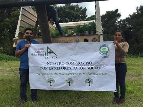 Fundación Harp Helú de Oaxaca entrega 700 mil plantas nativas de la