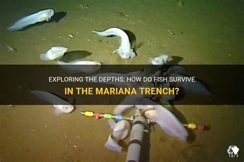 Exploring The Depths: How Do Fish Survive In The Mariana Trench? | PetShun