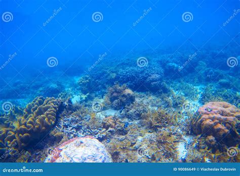 Underwater Landscape With Coral Reef Tropical Seashore Ecosystem Stock