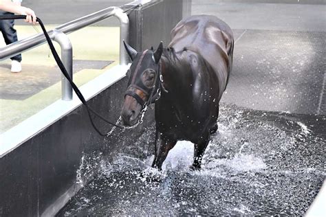 【ダービー・耳より】皐月賞2着コスモキュランダ 加藤士調教師「精神的にも肉体的にも問題ない」東スポ競馬 Goo ニュース