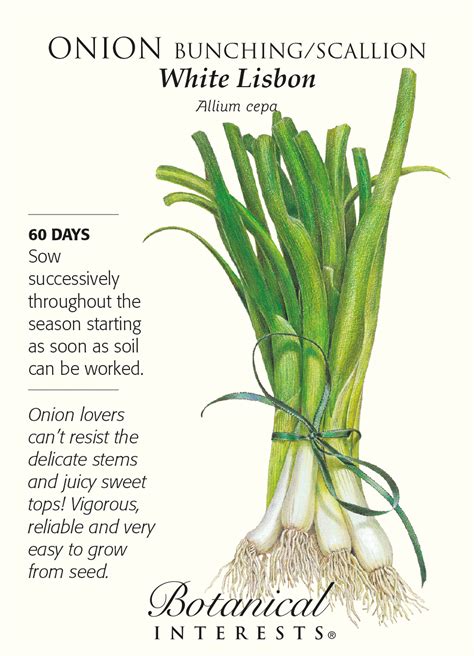 Evergreen Bunching Onion 200 Seeds Hirts Gardens