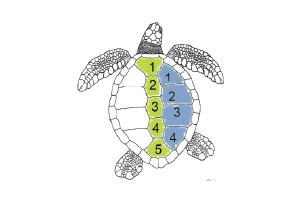 Sea Turtle Shell Anatomy