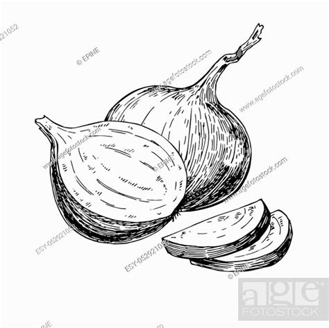 Onion Hand Drawn Vector Illustration Isolated Vegetable Engraved Style