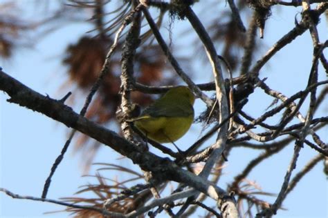 3 Yellowstone Birds - Help Me Identify a North American Bird - Whatbird ...