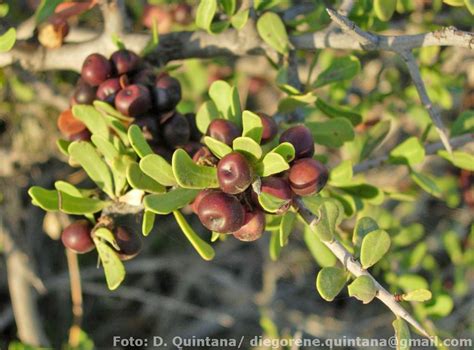 Argentina Nativa Molle Schinus Johnstoni