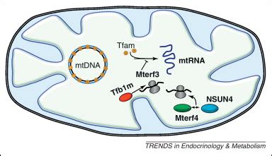 Mitochondrial Biogenesis Pathway