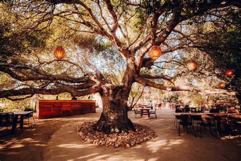 Primitivo Restaurant Valle de Guadalupe : Dinner Under a 300 Year Oak