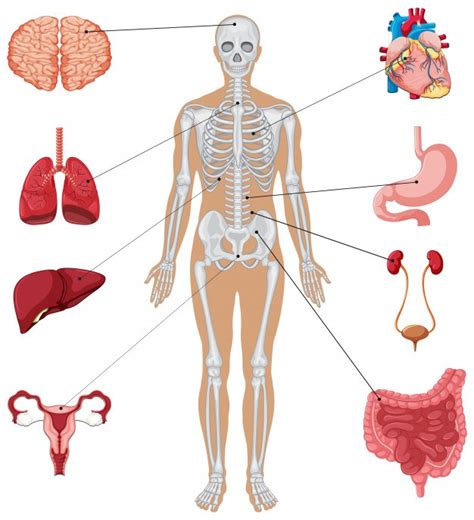 Biologia Anatomia Humana Quizizz