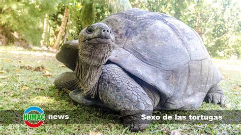 Sexo de las tortugas Cómo saber si es hembra o macho Humac