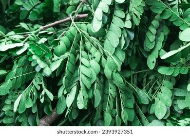 Rainforest Tree Samanea Saman Close Leguminosae Stock Photo 2393927351 ...