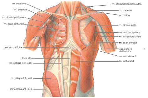 Muscoli Del Torace Muscolarmente It
