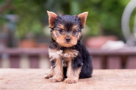 Black Yorkie: Facts, Genetics, Traits & More (With Pictures)