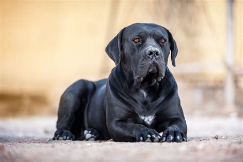 Se Sabe Que Los Perros Esquimales Son Agresivos