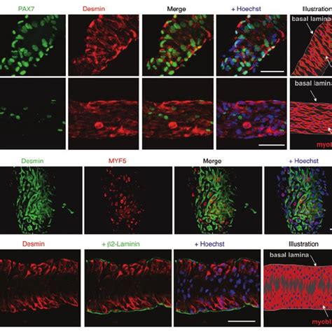 Molecular markers for quiescent satellite cells, activated satellite ...