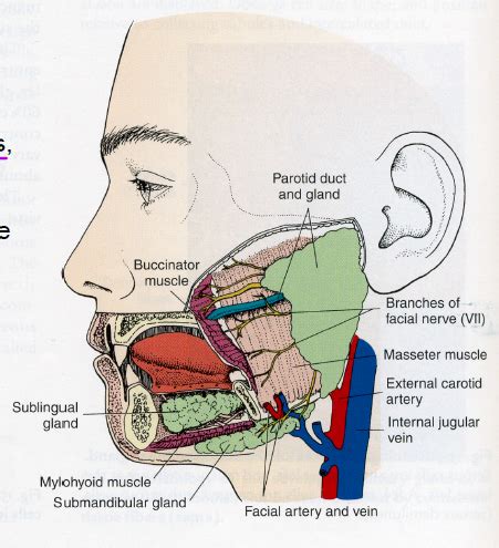 Salivary Glands Flashcards Quizlet