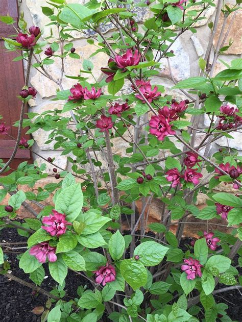 Sweet Shrub Calycanthus Heritage Wine Bush Shot Trees And Shrubs