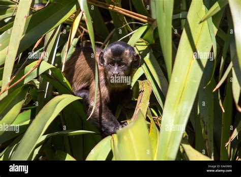 Tufted Capuchin Monkey Hi Res Stock Photography And Images Alamy