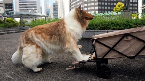 Toco el hombre japonés que logró su sueño de convertirse en perro