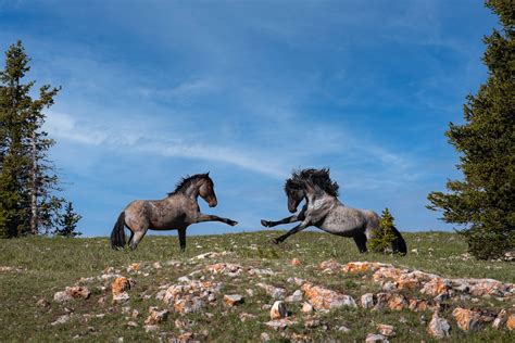 Wild Blue Roan Mustang Stallions at the Pryor Mountains Fine - Etsy