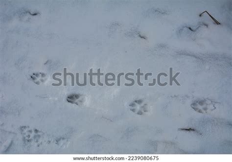 Dog Paw Snow Animal Tracks Fresh Stock Photo 2239080675 | Shutterstock