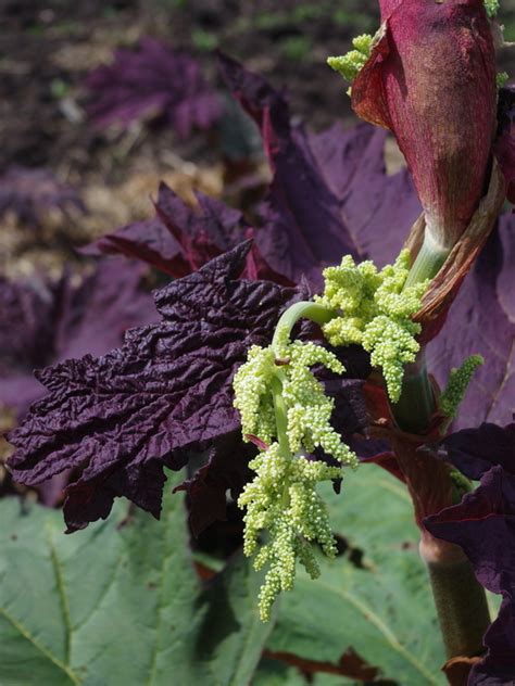 Rheum Palmatum Atrosanguineum Beth Chatto Gardens