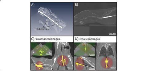 A D Reconstruction Of The Cone Beam Ct Illustrating The Dose Planning