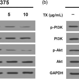 Tx Inhibits Activity Of The Pi K Akt Pathway In Melanoma Cells A