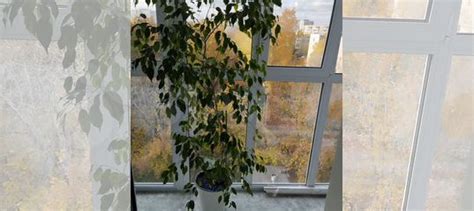 Фикус бенджамина купить в Екатеринбурге | Товары для дома и дачи | Авито