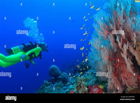 Diver Swimming In Coral Reef Stock Photo Alamy