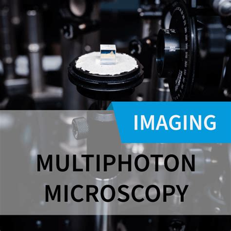 Austrian Bioimaging | Multiphoton-microscopy