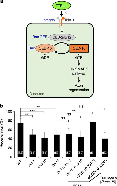 TTR 11 Functions In The INA 1CED 10 Pathway A Schematic Diagram Of