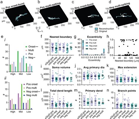 Excitatory Lso Pns Have More Complex Dendritic Arbors Example D