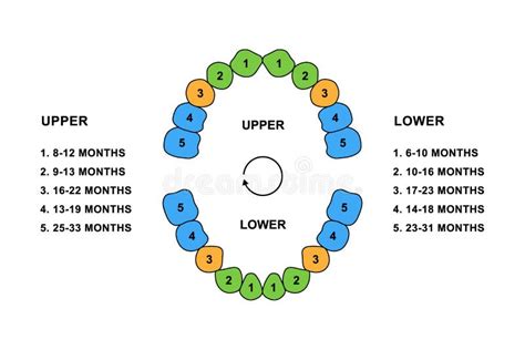 Gráfico De Llegada De Dientes Primarios Ilustración Coloreada Con