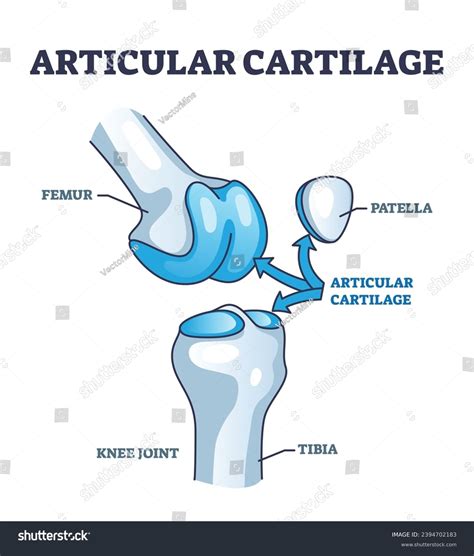 Articular Cartilage Structure Location Knee Joint Stock Vector (Royalty ...