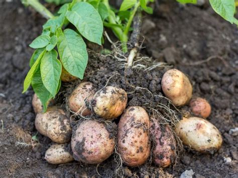 Cultivo de patatas durante todo el año una guía para cultivar patatas