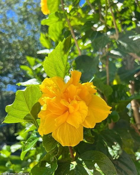 Christie Brinkley S Daughter Sailor Brinkley Cook Is Sensational In A Yellow Bikini Daily Mail