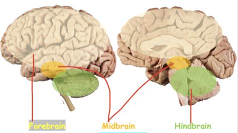 Intro To Neuroanatomy Flashcards Quizlet