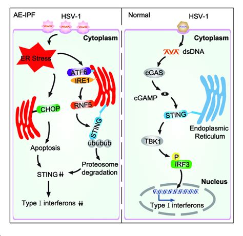 Schematic Diagram Of Virus Induced Endoplasmic Reticulum Er Stress