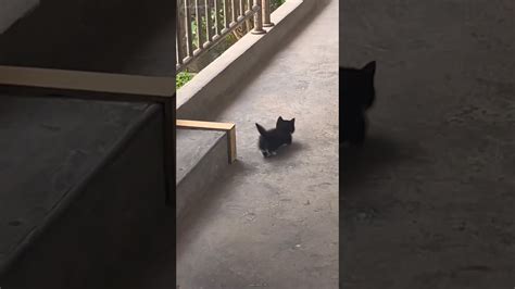 「どうしてそんな歩き方なの？」可愛い子猫ちゃんのよちよち歩きに胸キュン【動画ニュース】【どうぶつ】 Omoroidオモロイド