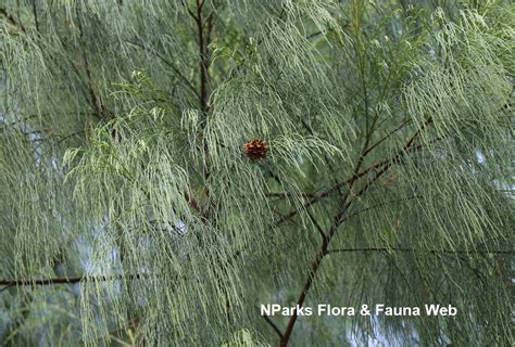 Nparks Casuarina Equisetifolia