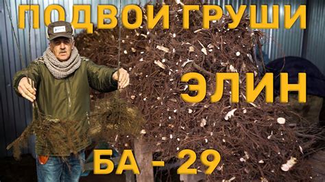 Груша. История про подвои - YouTube