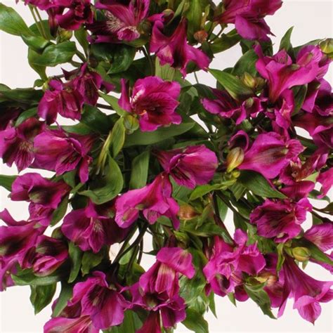 Купить альстромерию фиолетовую с доставкой по Минску | teleflora.by