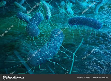 Enterobacterias Gram Negativo Proteobacterias Bacterias Como Salmonela