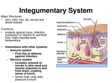 Integumentary System Diagram