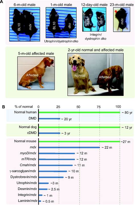 Animal Models Of Duchenne Muscular Dystrophy From Basic Mechanisms To