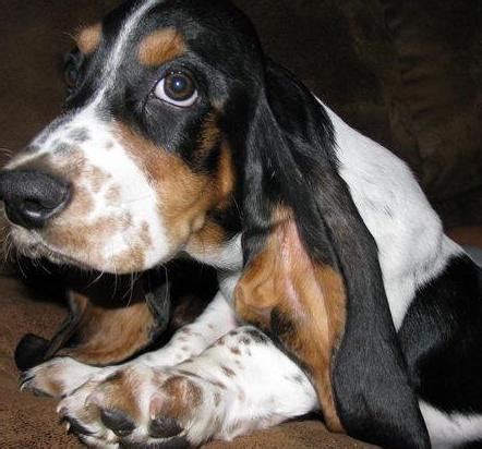 Miniature Basset Hound Puppies and Dogs