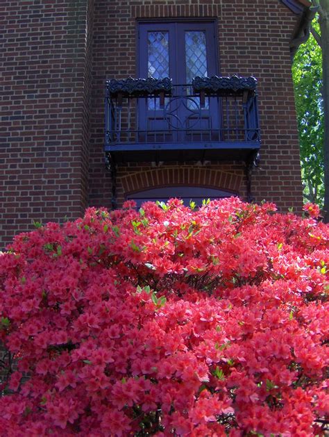 Azaleas In Bloom Azaleas Are So Beautiful When Done Right Flickr