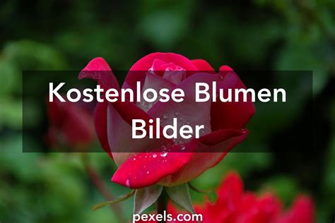 Bunte Blumenbilder Zum Ausdrucken