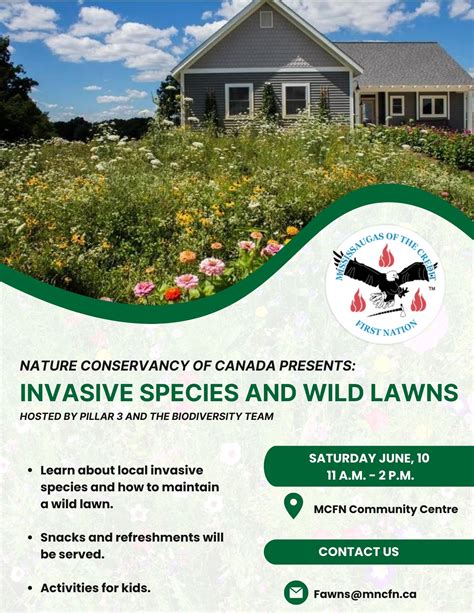 Learn more about invasive species and wild lawns – Mississaugas of the