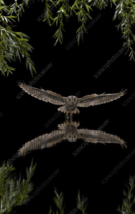 Eurasian scops owl - Stock Image - C059/9480 - Science Photo Library